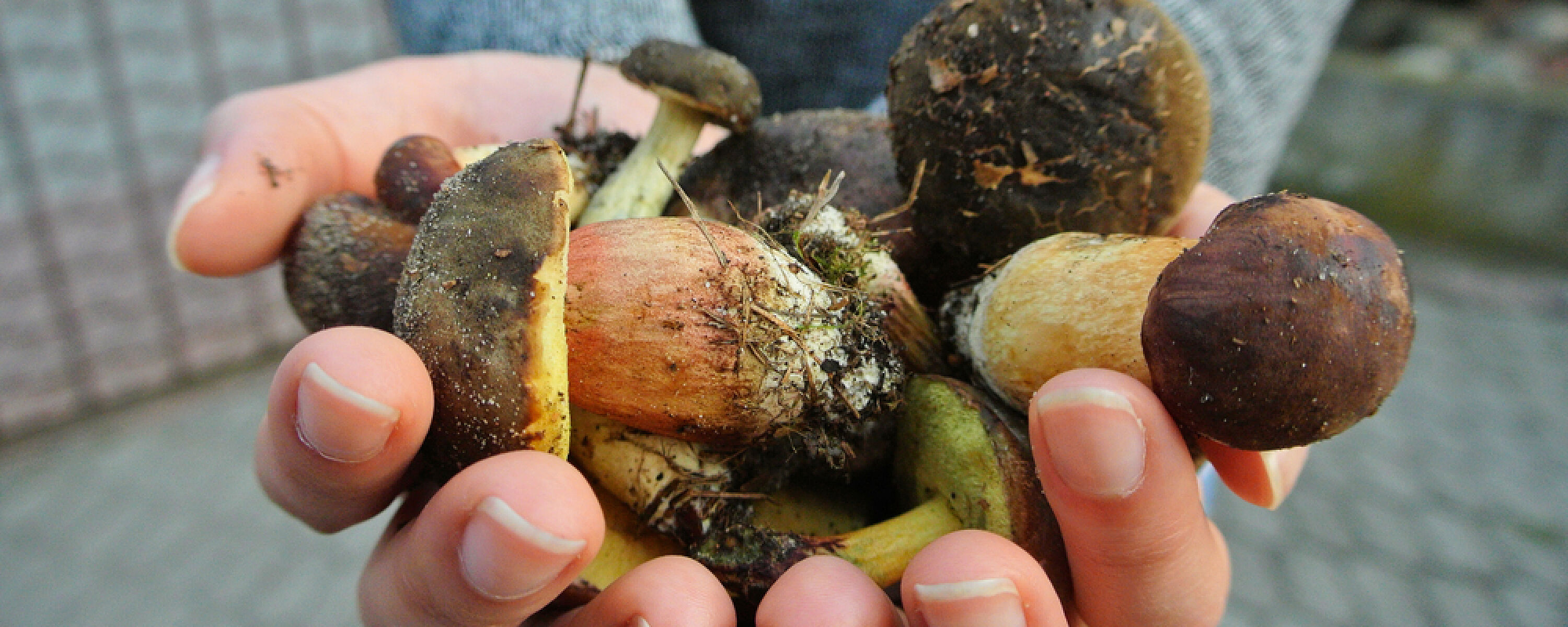 Mendocino's Mushroom, Wine + Beer Festival Field Guide Lodge Stowe